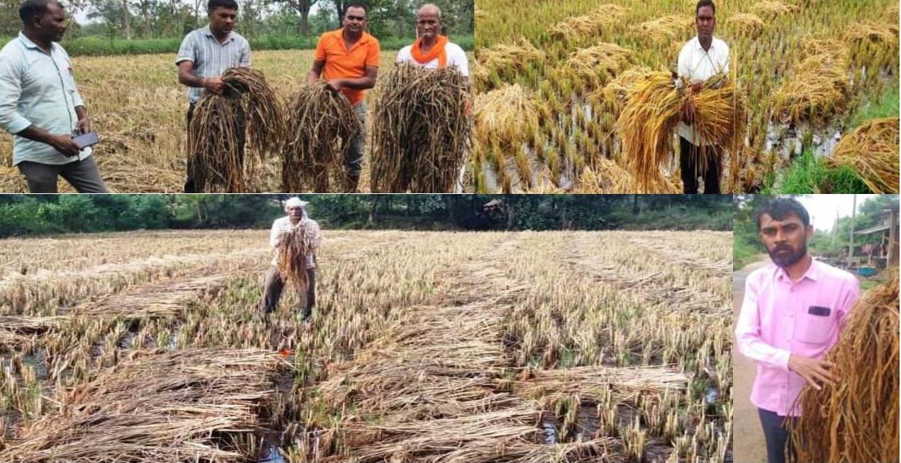 बेमौसम बारिश से तैयार फसल पूरी तरह तबाह