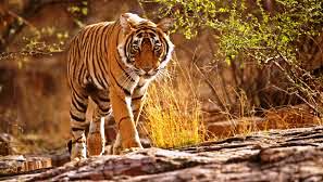 दो बैलों का बाघ ने किया शिकार